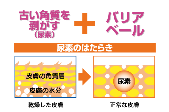 尿素のはたらき